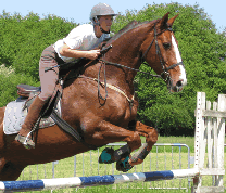 equitation