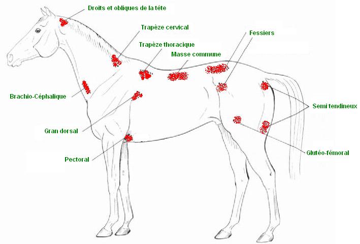 tensions musculaires